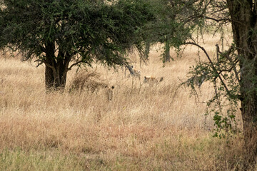 Obraz na płótnie Canvas タンザニア・セレンゲティ国立公園の草原で睨み合う、ブチハイエナとライオンの群れ
