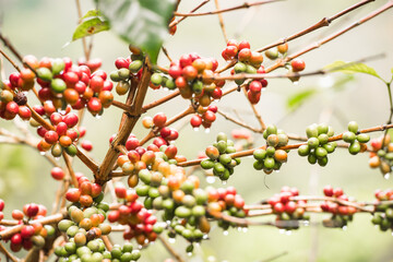 Coffee cherry beans on the trees in farm.