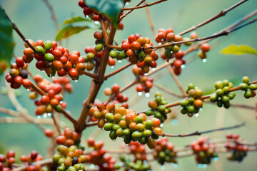 Coffee cherry beans on the trees in farm.