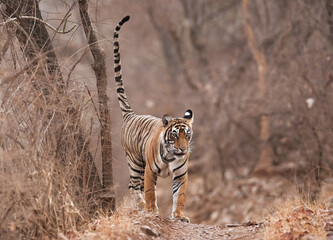 Fototapeta na wymiar Tiger, Noor cub territory marking