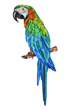 Watercolor illustration of a realistic macaw parrot. Tropical exotic bird on a white background. Hand drawn.  Closeup. Template. 