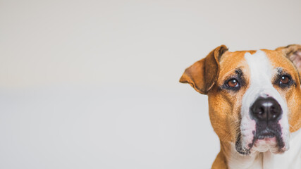 Indoors studio portrait of a staffordshire terrier dog, copy space. Head of a pitbull in neutral studio backdrop, natural high-ley light