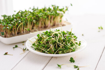 green young sprouts of microgreen radish grown at home on a micro farm