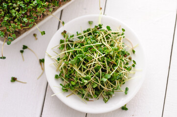 green young sprouts of microgreen radish grown at home on a micro farm