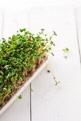 green young sprouts of microgreen radish grown at home on a micro farm
