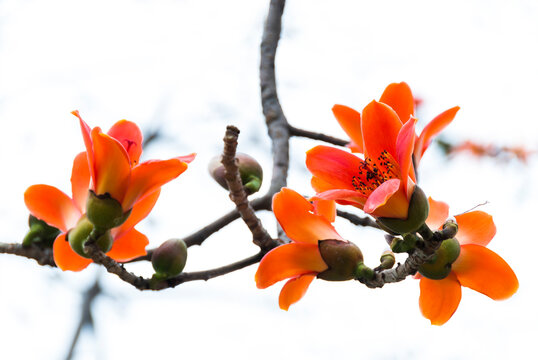 Bombax ceiba flowers blooming in the trees