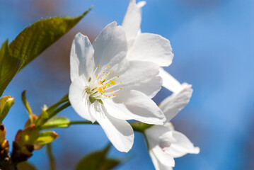 Beautiful Cherry flowers Blossom in the garden