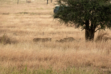 Fototapeta na wymiar タンザニア・セレンゲティ国立公園の草原で、遠くに見えるライオンの群れ