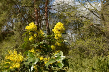 Fototapeta premium Yellow flowers in the park.