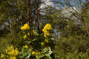 yellow flowers in spring