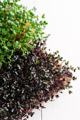 green young sprouts of microgreen radish and red cabbage grown at home on a linen rug, home micro farm