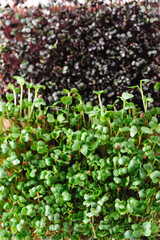 green young sprouts of microgreen radish and red cabbage grown at home on a linen rug, home micro farm