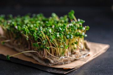 sprouts red microgreen radish grown on a linen rug at home, gray dark background