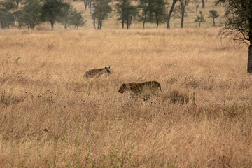 Obraz na płótnie Canvas タンザニア・セレンゲティ国立公園の草原ですれ違う、ブチハイエナと雌ライオン