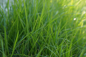 green grass background