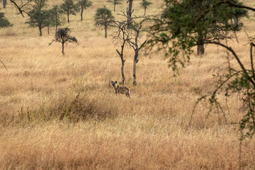 Fototapeta na wymiar タンザニア・セレンゲティ国立公園の草原で、遠くに見えるブチハイエナ