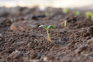 Closeup seedling are growing out from soil.