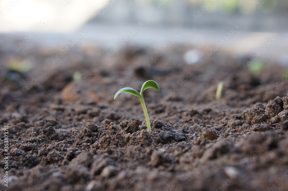 Wall mural closeup seedling are growing out from soil.