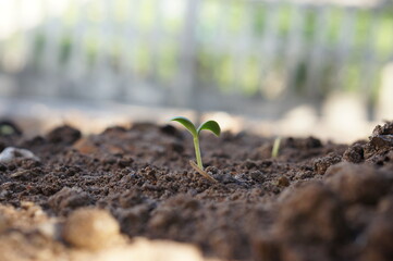 Closeup seedling are growing out from soil.
