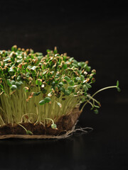 sprouts microgreen golden flax seeds grown on a linen rug at home, gray dark background