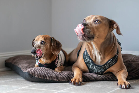 Dachshund and Pitbull Best Friends Tongues Out