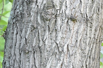 old stump of a centuries-old old tree
