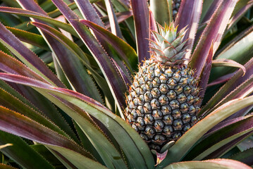 Fototapeta premium Pineapple soon to be harvest in the field, tropical fruit of Taiwan.