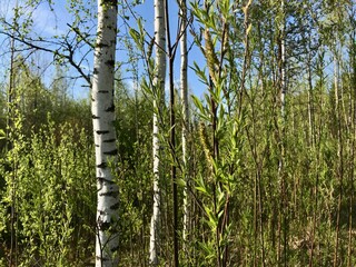 Fototapeta premium Russian birches in the woods on a sunny day