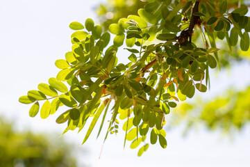 young sprout on a green tree branch