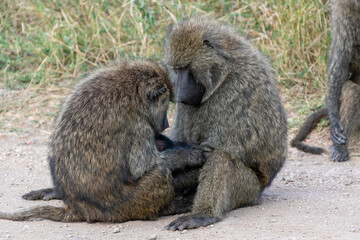 Naklejka na ściany i meble タンザニア・セレンゲティ国立公園で見かけた、毛繕いをしあうヒヒ（バブーン）