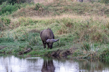 タンザニア・セレンゲティ国立公園の水辺で見かけたバッファロー