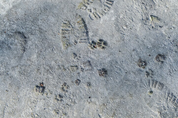 human and animal footprints on grunge concrete texture background