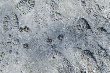 human and animal footprints on grunge concrete texture background