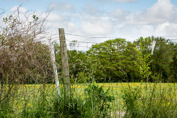 Fototapeta premium wire fence yellow flower field