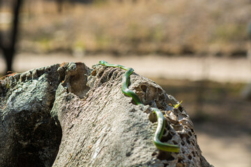 Green snake sunbathing on elephant skull