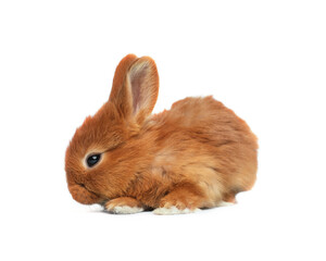 Adorable fluffy Easter bunny on white background