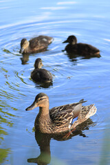 duck and ducklings