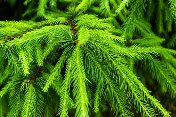 Young fir tree. Fir tree brunch close up.
