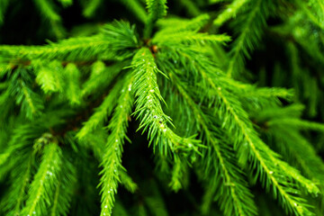 Young fir tree. Fir tree brunch close up.