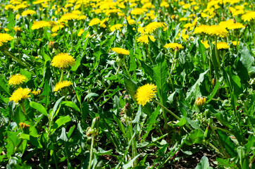 Obraz premium field of flowering dandelions in early spring