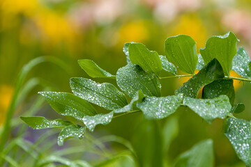 dew on the leaves