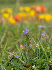 Flor violeta en un campo de primavera.