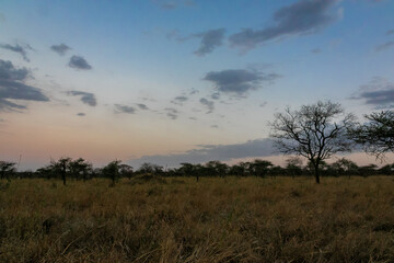 Fototapeta na wymiar タンザニア・セレンゲティ国立公園のキャンプ場で見た夕方の空