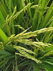 Fototapeta na wymiar green wheat ears