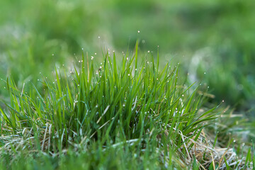 green grass with dew drops