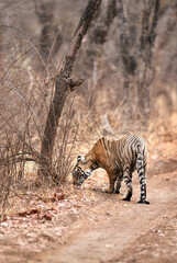 Obraz na płótnie Canvas Tiger at Ranthambore Tiger reserve