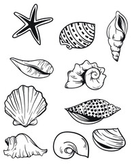 Sea shells illustration  vector drawing