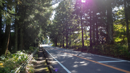 Charming scene of small road among fresh green trees with sunlight for background , copy space