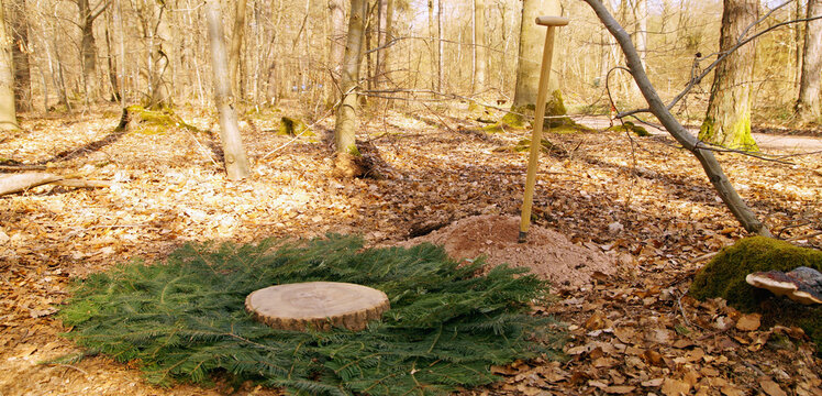 Woodland burial. Cemetery. Empty Tomb, preparation of near-natural burial grave, forest burial. newly built grave covered with fir branches and a wood slice, tree trunk. natural burial ground. shovel 