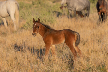 Cute Wild Horse Foal in Spring in the Utah Desert